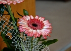 DSC 8438
