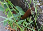 DSC 5263